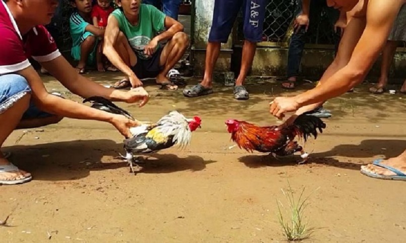 Các hình thức đá gà Thomo phổ biến tại các trường gà quốc tế